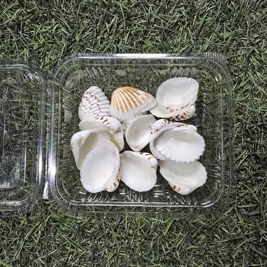 Natural White Seashells Collection - Decorative Beach Shells