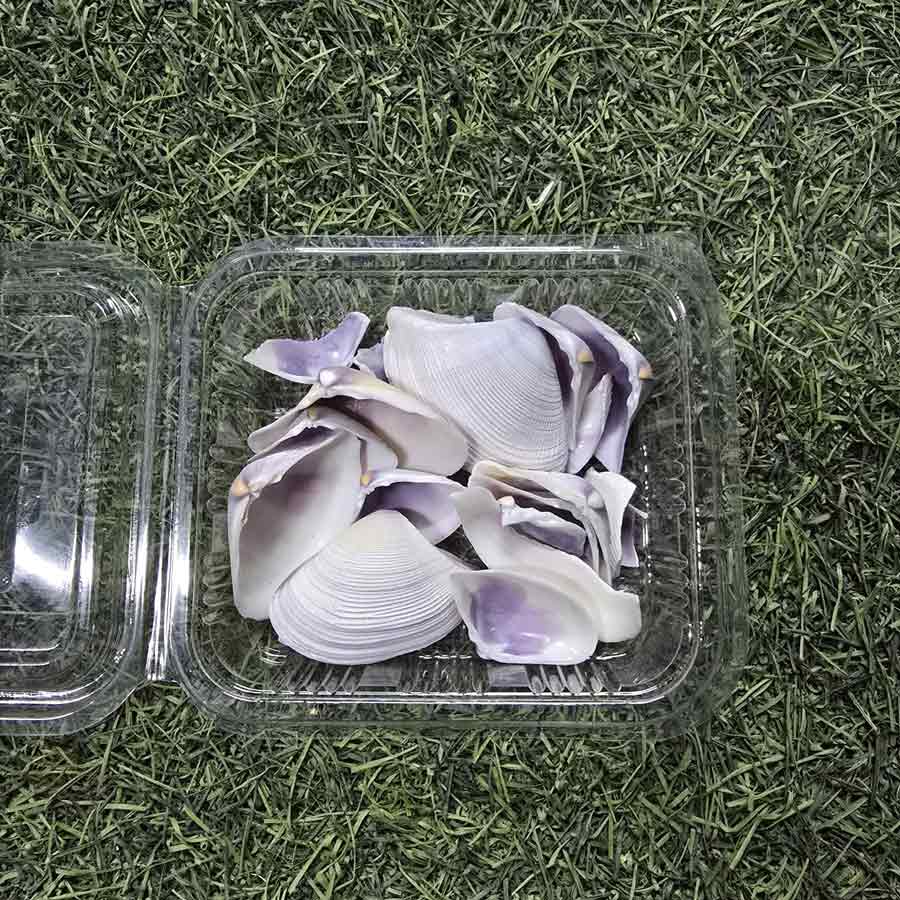 Natural White Seashells Collection - Decorative Beach Shells