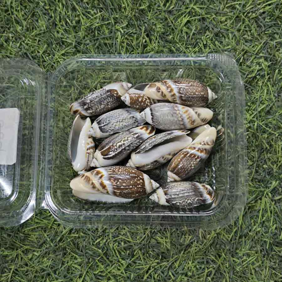 Natural White Seashells Collection - Decorative Beach Shells