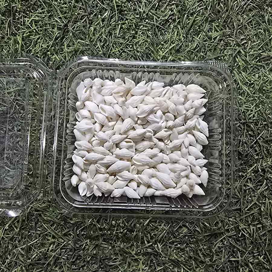 Natural White Seashells Collection - Decorative Beach Shells